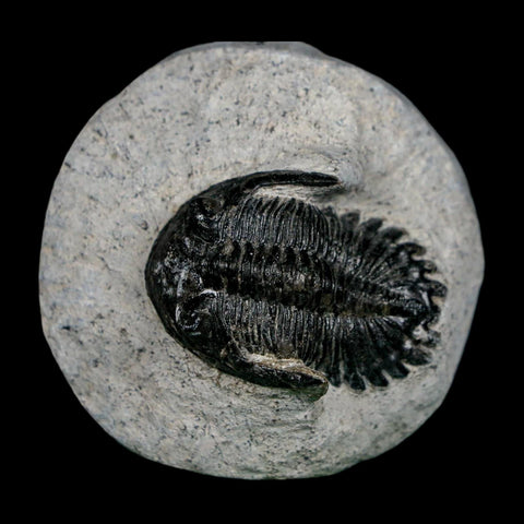 1.6" Metacanthina Issoumourensis Trilobite Fossil Devonian Age 400 Mil Yrs Old COA - Fossil Age Minerals