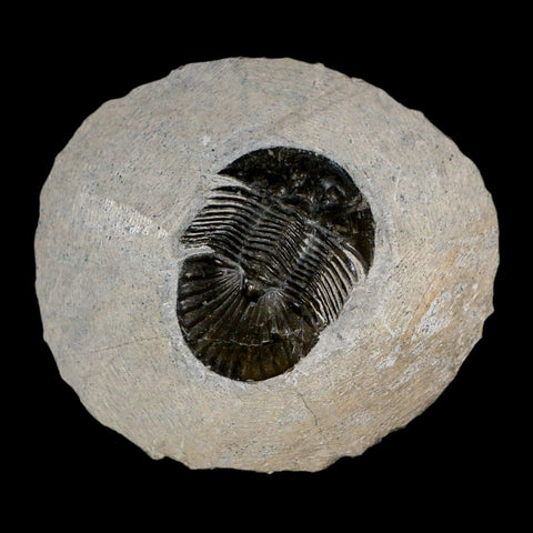 1.4" Scabriscutellum Trilobite Fossil Devonian Morocco 400 Million Years Old COA - Fossil Age Minerals