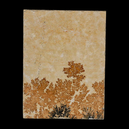 3.1" Pyrolusite Dendritic Limestone Solnhofen Upper Jurassic Age West Germany