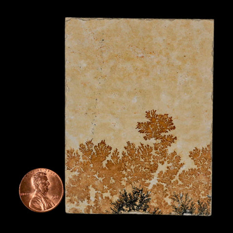 3.1" Pyrolusite Dendritic Limestone Solnhofen Upper Jurassic Age West Germany