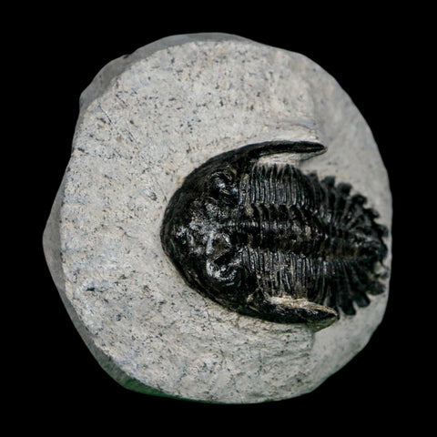 1.6" Metacanthina Issoumourensis Trilobite Fossil Devonian Age 400 Mil Yrs Old COA - Fossil Age Minerals