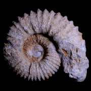 6.3" Acanthoceras Ammonite Fossil Agadir Morocco 360 Million Year Old COA