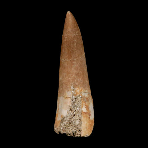 1.6" Plesiosaur Zarafasaura Tooth Fossil Cretaceous Dinosaur Era COA, Stand - Fossil Age Minerals