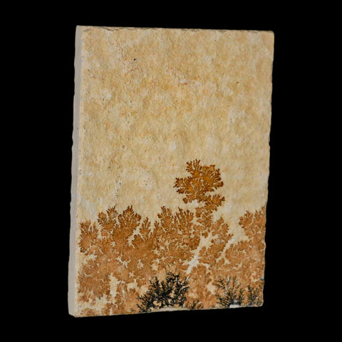 3.1" Pyrolusite Dendritic Limestone Solnhofen Upper Jurassic Age West Germany