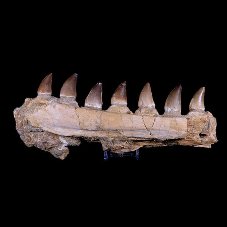 12.6" Mosasaur Prognathodon Fossil Jaw Teeth Cretaceous Dinosaur Era COA, Stand