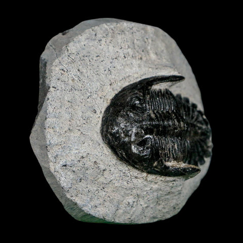 1.6" Metacanthina Issoumourensis Trilobite Fossil Devonian Age 400 Mil Yrs Old COA - Fossil Age Minerals