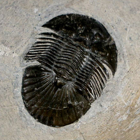 1.4" Scabriscutellum Trilobite Fossil Devonian Morocco 400 Million Years Old COA - Fossil Age Minerals