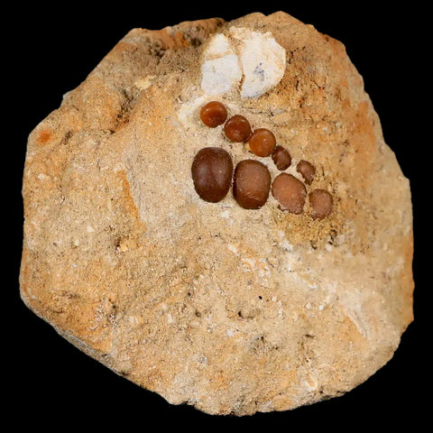 1.2" Bony Fish Fossil Phacodus Punctatus Ray Finned Jaw Teeth In Matrix Morocco - Fossil Age Minerals