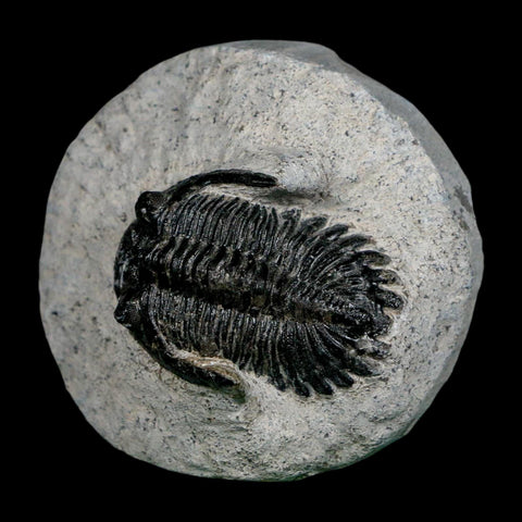 1.6" Metacanthina Issoumourensis Trilobite Fossil Devonian Age 400 Mil Yrs Old COA - Fossil Age Minerals