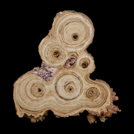 4.1" Aragonite Stalactite Slice Cave Calcite Crystal Mineral Specimen Morocco