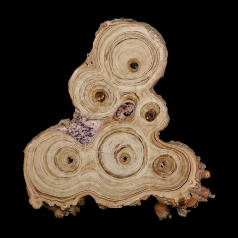 4.1" Aragonite Stalactite Slice Cave Calcite Crystal Mineral Specimen Morocco