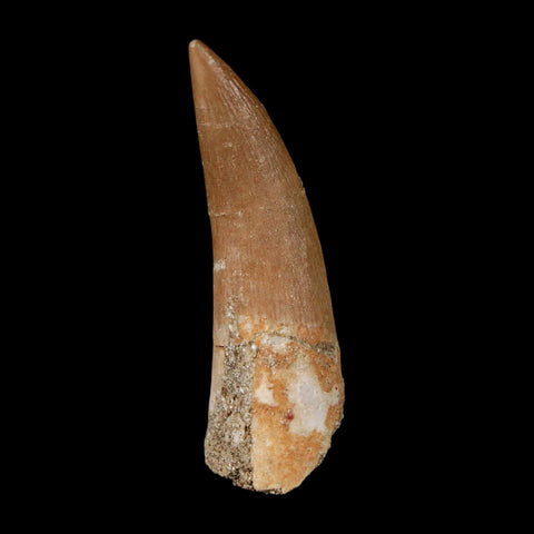 1.6" Plesiosaur Zarafasaura Tooth Fossil Cretaceous Dinosaur Era COA, Stand - Fossil Age Minerals