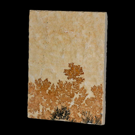 3.1" Pyrolusite Dendritic Limestone Solnhofen Upper Jurassic Age West Germany