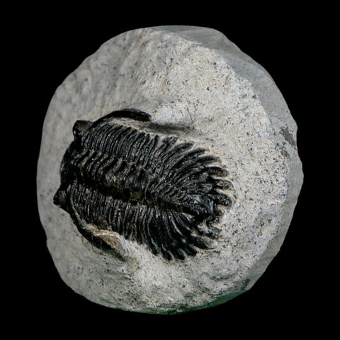 1.6" Metacanthina Issoumourensis Trilobite Fossil Devonian Age 400 Mil Yrs Old COA - Fossil Age Minerals