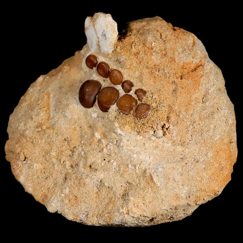 1.2" Bony Fish Fossil Phacodus Punctatus Ray Finned Jaw Teeth In Matrix Morocco - Fossil Age Minerals