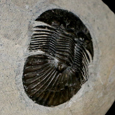 1.4" Scabriscutellum Trilobite Fossil Devonian Morocco 400 Million Years Old COA - Fossil Age Minerals
