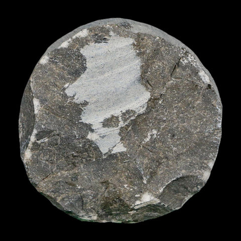 1.6" Metacanthina Issoumourensis Trilobite Fossil Devonian Age 400 Mil Yrs Old COA - Fossil Age Minerals