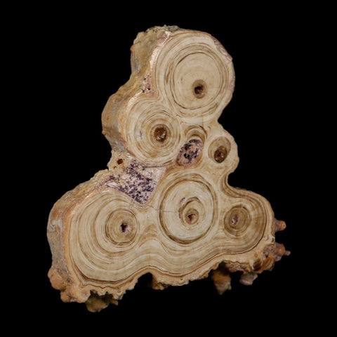 4.1" Aragonite Stalactite Slice Cave Calcite Crystal Mineral Specimen Morocco