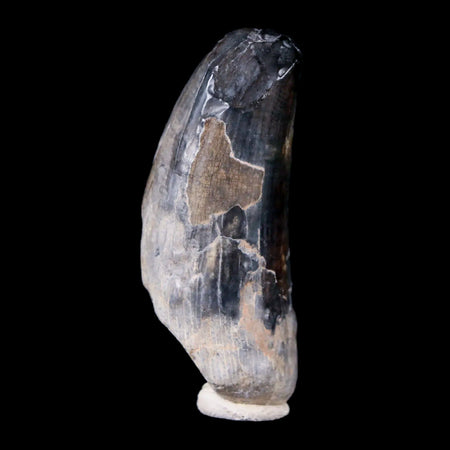 2.1" Sarcosuchus Imperator Crocodile Fossil Tooth Elrhaz FM Cretaceous Niger COA