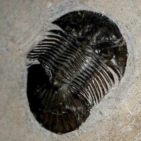 1.4" Scabriscutellum Trilobite Fossil Devonian Morocco 400 Million Years Old COA - Fossil Age Minerals