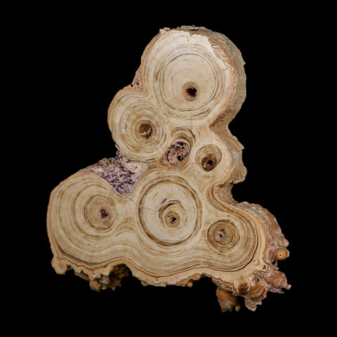 4.1" Aragonite Stalactite Slice Cave Calcite Crystal Mineral Specimen Morocco