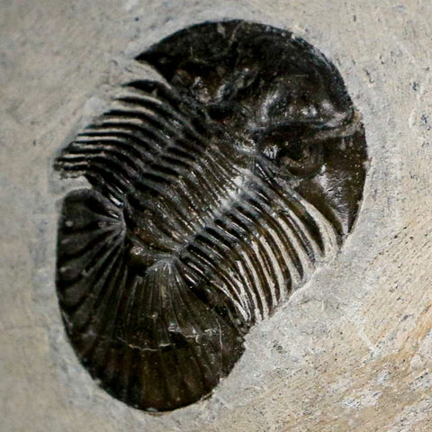1.4" Scabriscutellum Trilobite Fossil Devonian Morocco 400 Million Years Old COA - Fossil Age Minerals