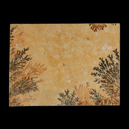 3.1" Pyrolusite Dendritic Limestone Solnhofen Upper Jurassic Age West Germany
