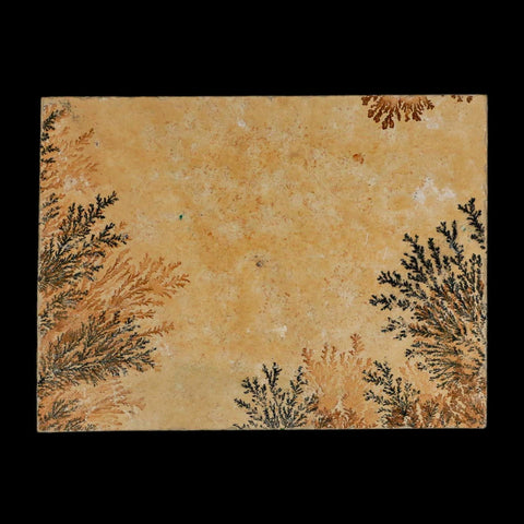 3.1" Pyrolusite Dendritic Limestone Solnhofen Upper Jurassic Age West Germany