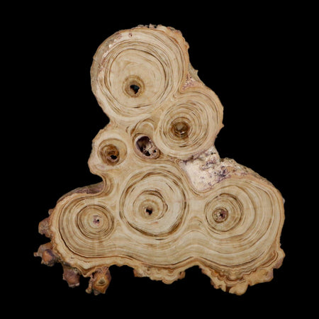4.1" Aragonite Stalactite Slice Cave Calcite Crystal Mineral Specimen Morocco