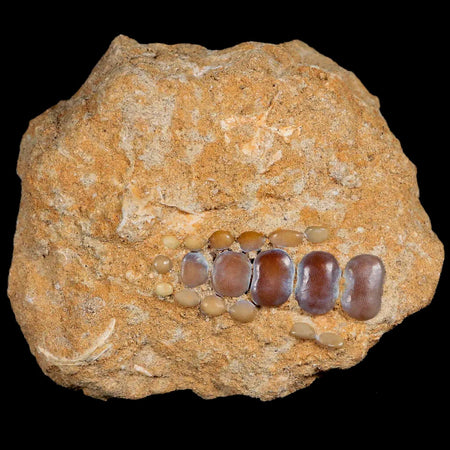 1.6" Bony Fish Fossil Phacodus Punctatus Ray Finned Jaw Teeth In Matrix Morocco