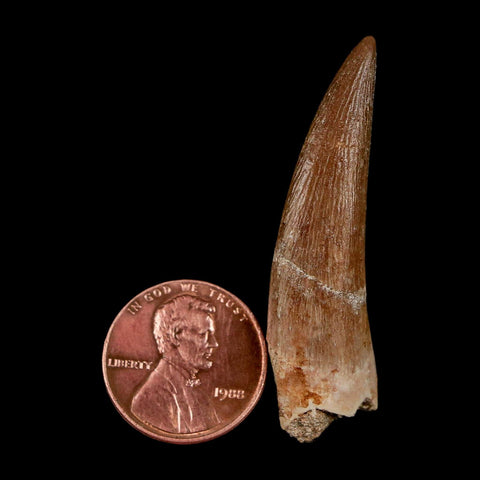 1.8" Plesiosaur Zarafasaura Tooth Fossil Cretaceous Dinosaur Era COA, Stand - Fossil Age Minerals
