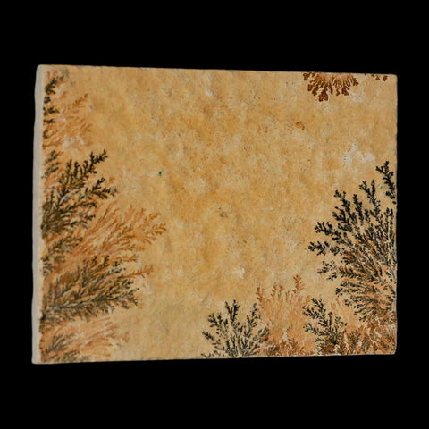 3.1" Pyrolusite Dendritic Limestone Solnhofen Upper Jurassic Age West Germany