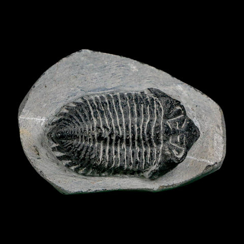 2.1" Metacanthina Issoumourensis Trilobite Fossil Devonian Age 400 Mil Yrs Old COA - Fossil Age Minerals