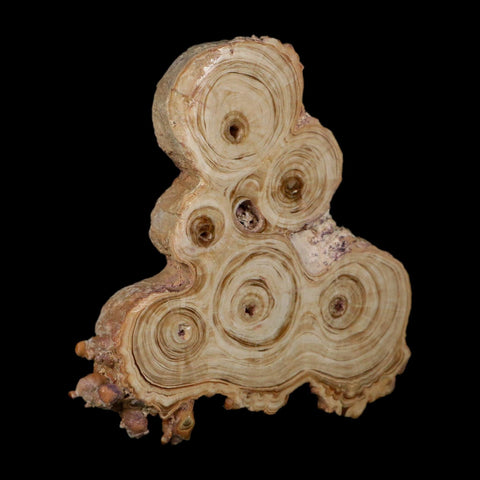 4.1" Aragonite Stalactite Slice Cave Calcite Crystal Mineral Specimen Morocco