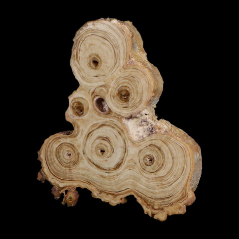 4.1" Aragonite Stalactite Slice Cave Calcite Crystal Mineral Specimen Morocco