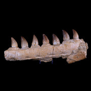 12.6" Mosasaur Prognathodon Fossil Jaw Teeth Cretaceous Dinosaur Era COA, Stand