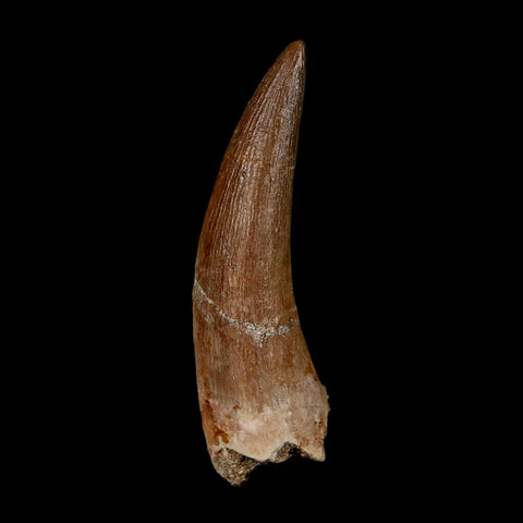 1.8" Plesiosaur Zarafasaura Tooth Fossil Cretaceous Dinosaur Era COA, Stand - Fossil Age Minerals