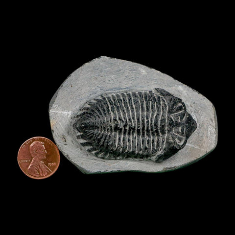 2.1" Metacanthina Issoumourensis Trilobite Fossil Devonian Age 400 Mil Yrs Old COA - Fossil Age Minerals