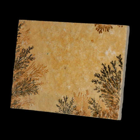 3.1" Pyrolusite Dendritic Limestone Solnhofen Upper Jurassic Age West Germany