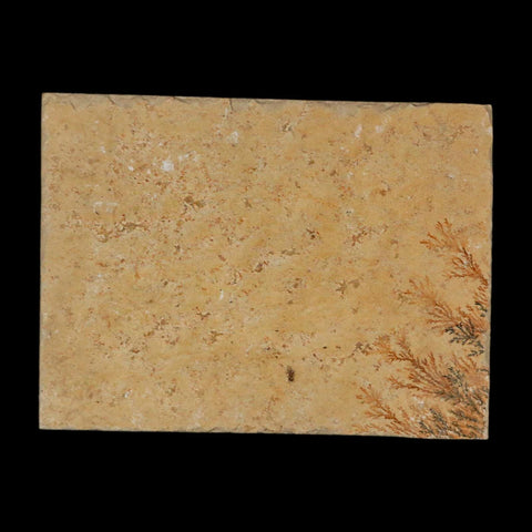 3.1" Pyrolusite Dendritic Limestone Solnhofen Upper Jurassic Age West Germany