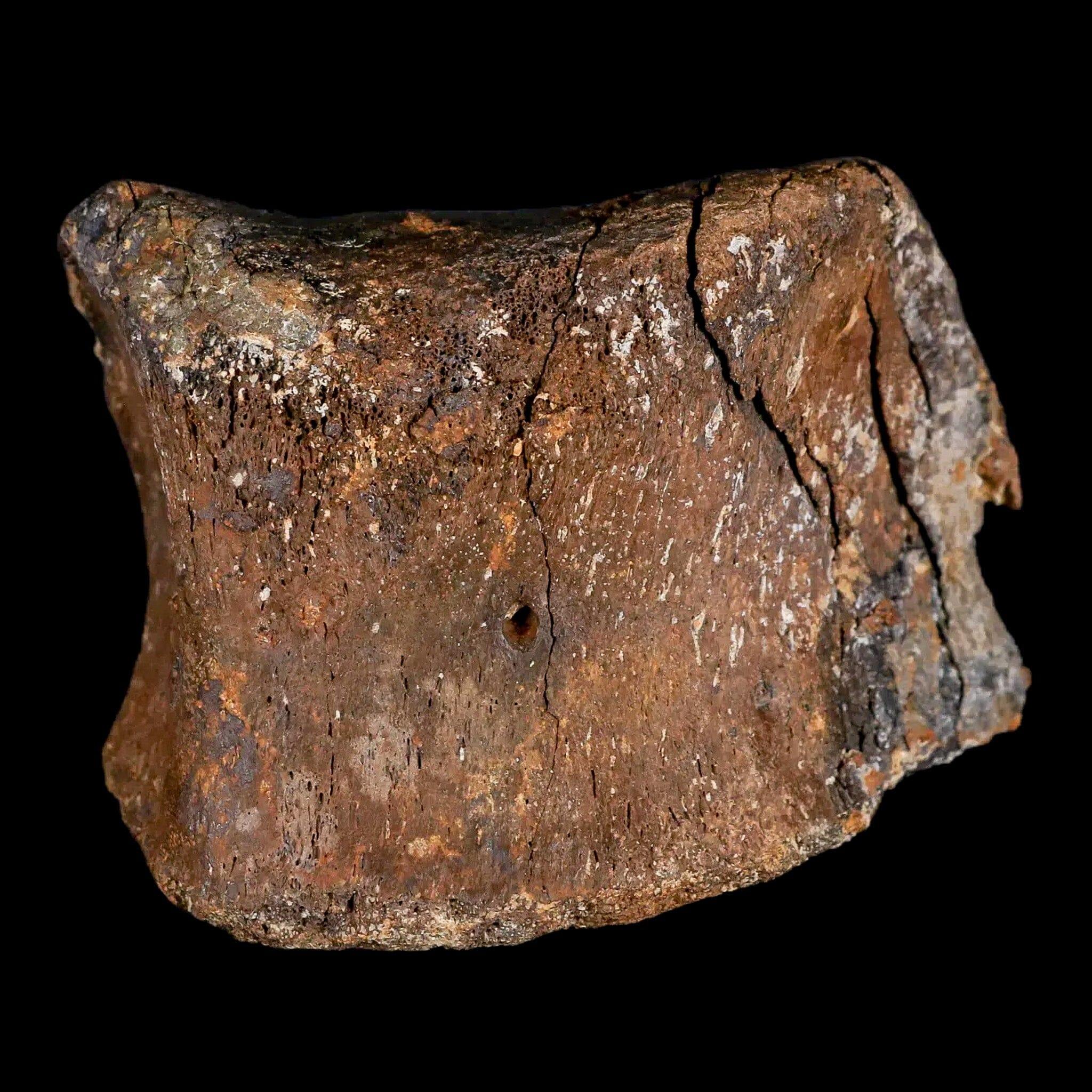 3.2" Gryposaurus Fossil Toe Bone Duck-Billed Dinosaur Judith River FM MT COA - Fossil Age Minerals