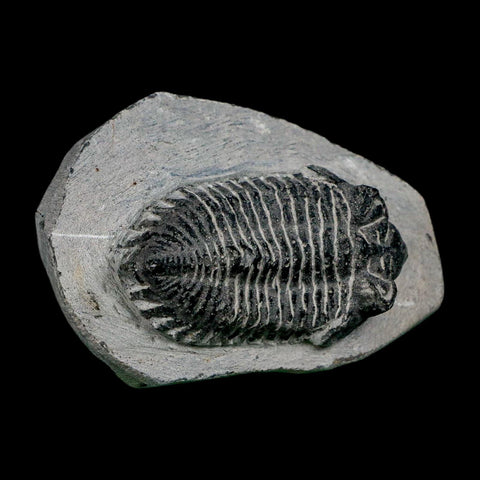 2.1" Metacanthina Issoumourensis Trilobite Fossil Devonian Age 400 Mil Yrs Old COA - Fossil Age Minerals