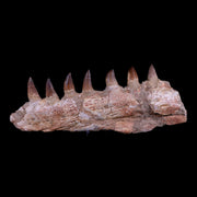 12.6" Mosasaur Prognathodon Fossil Jaw Teeth Cretaceous Dinosaur Era COA, Stand