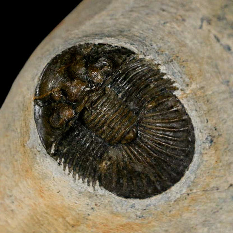1.2" Scabriscutellum Trilobite Fossil Devonian Morocco 400 Million Years Old COA - Fossil Age Minerals