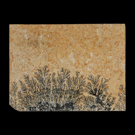3.1" Pyrolusite Dendritic Limestone Solnhofen Upper Jurassic Age West Germany