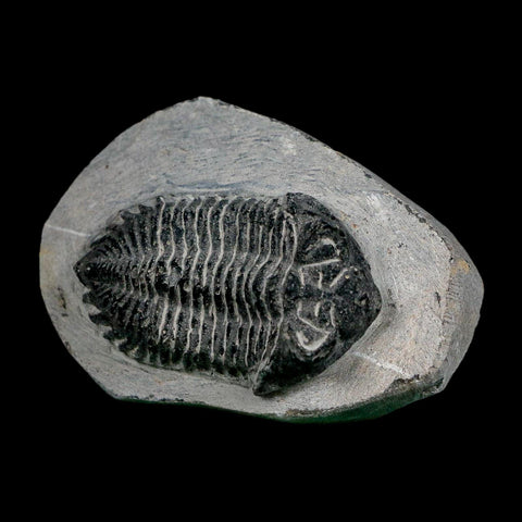 2.1" Metacanthina Issoumourensis Trilobite Fossil Devonian Age 400 Mil Yrs Old COA - Fossil Age Minerals
