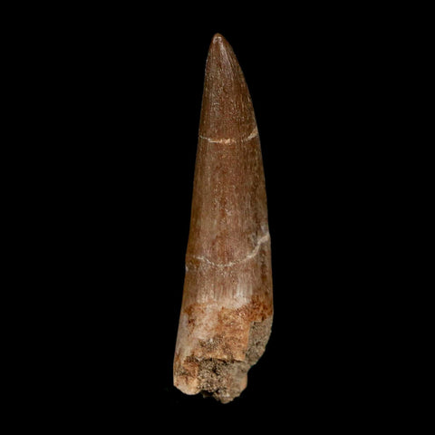 1.8" Plesiosaur Zarafasaura Tooth Fossil Cretaceous Dinosaur Era COA, Stand - Fossil Age Minerals