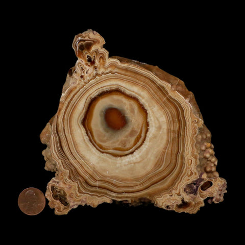 5.6" Aragonite Stalactite Slice Cave Calcite Crystal Mineral Specimen Morocco
