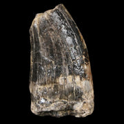 1.5" Afrovenator Fossil Tooth Tiouraren FM Tenere Desert Niger Jurassic Dinosaur