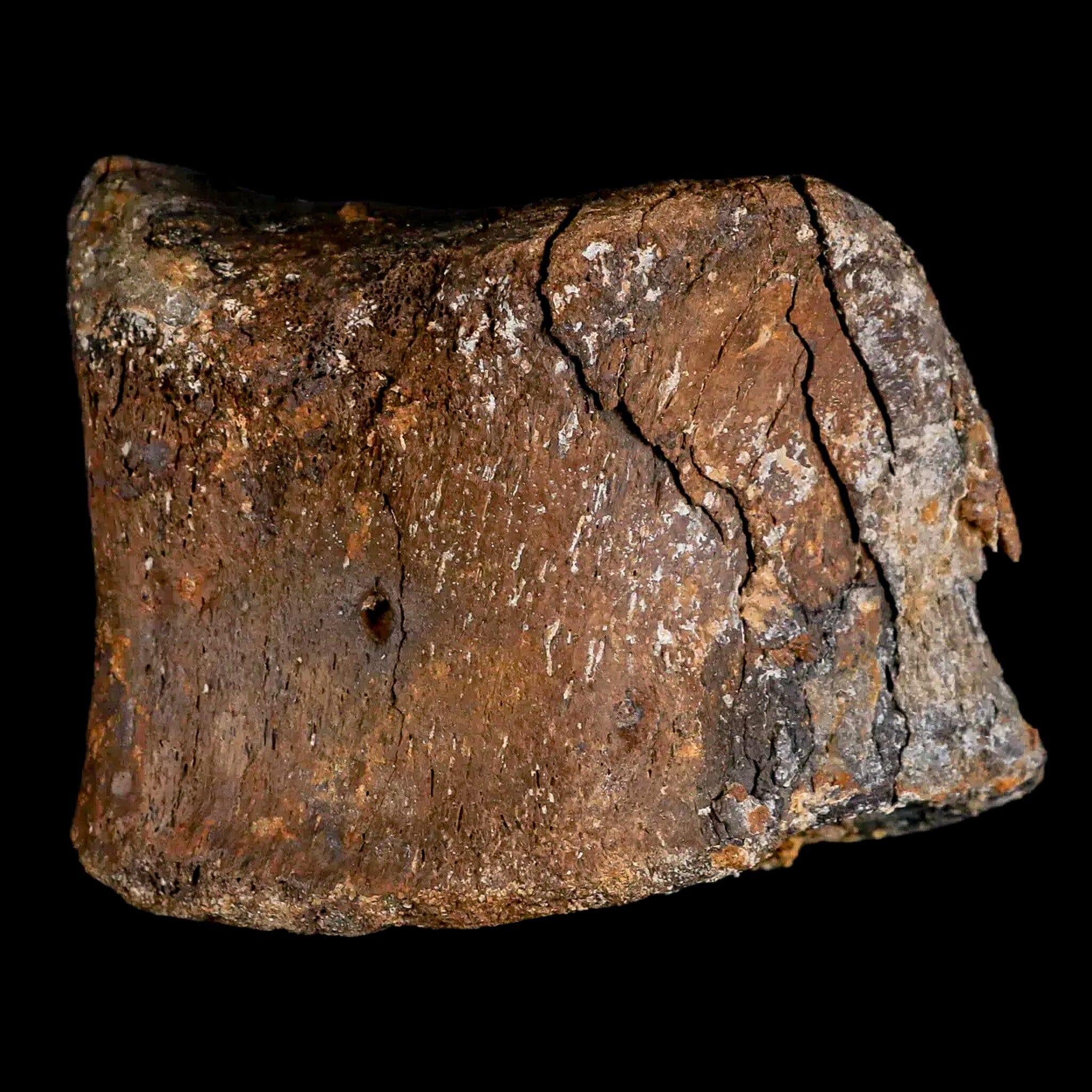 3.2" Gryposaurus Fossil Toe Bone Duck-Billed Dinosaur Judith River FM MT COA - Fossil Age Minerals